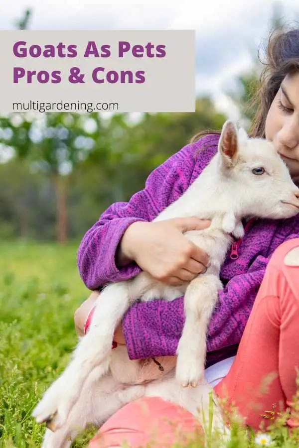 Baby Goats As Pets Pros and Cons