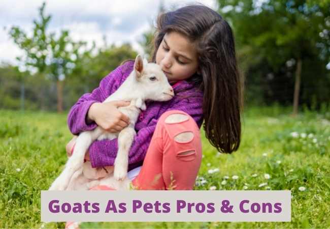 Goats As Pets Pros And Cons