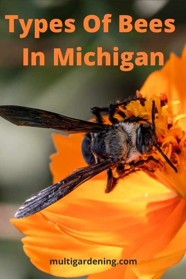 Types Of Bees In Michigan state