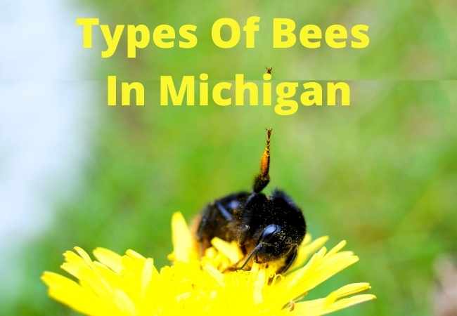 Types Of Bees In Michigan