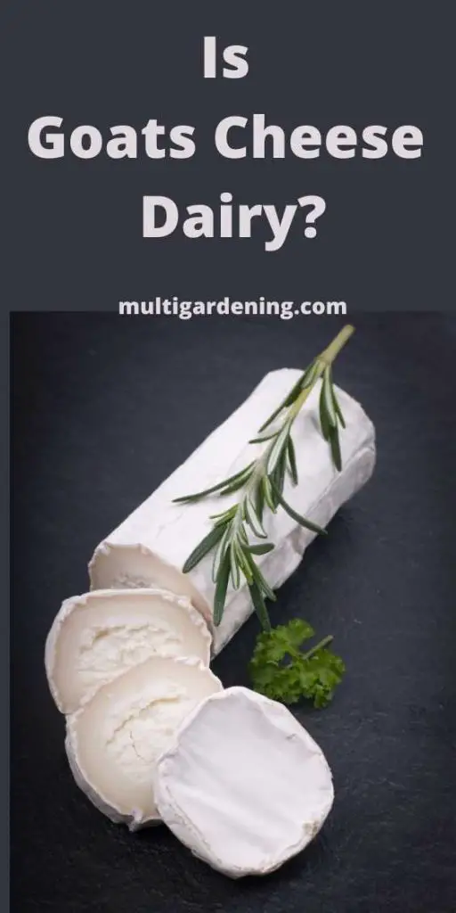 Is Goats Cheese Dairy or dairy free