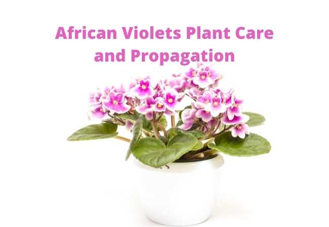 African Violets Plant Care and Propagation