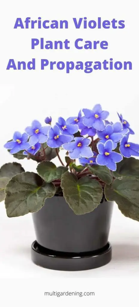 African Violets Pot Plant Care and Propagation