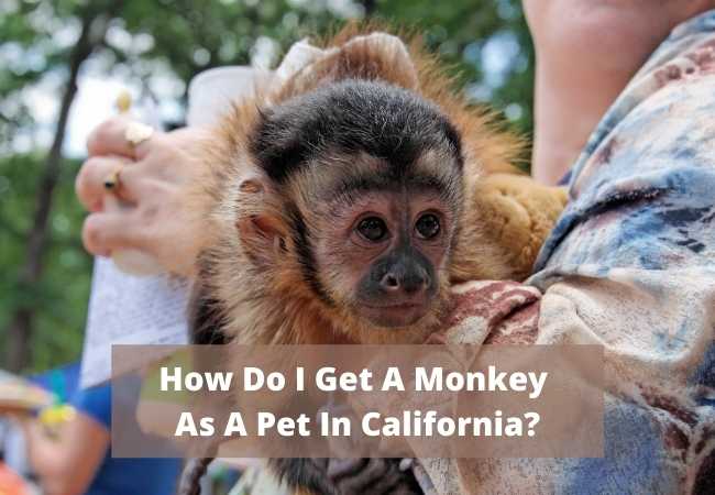 How Do I Get A Monkey As A Pet In California