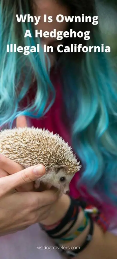 Why Is Owning A Hedgehog Illegal In California law