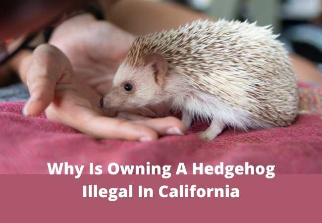 Why Is Owning A Hedgehog Illegal In California