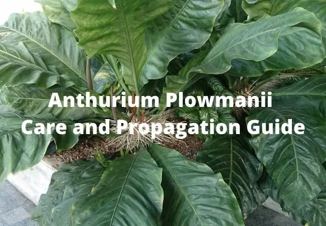 Anthurium Plowmanii Care and Propagation Guide