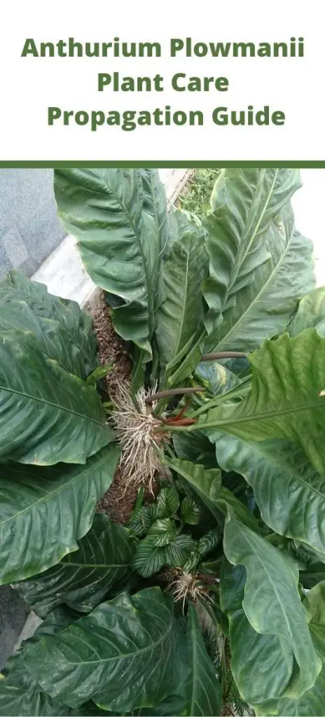 Anthurium Plowmanii Plant Care Guide
