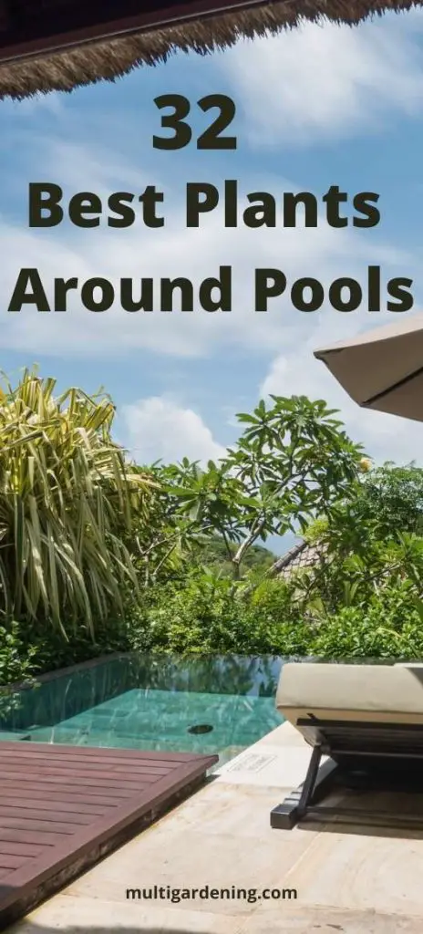 Best Plants Around Pools