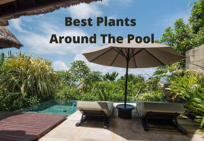 32 Best Plants Around The Pool