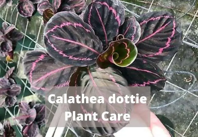 Calathea dottie Plant Care