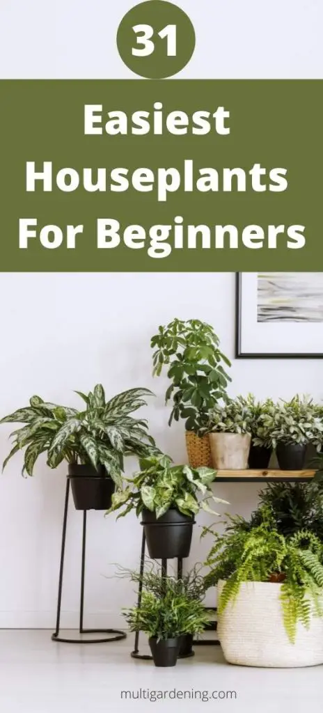 Easiest Houseplants For Beginners Indoor