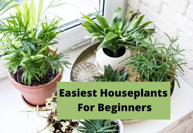 31 Easiest Houseplants For Beginners