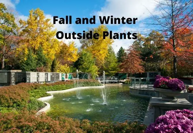 Fall and Winter Outside Plants