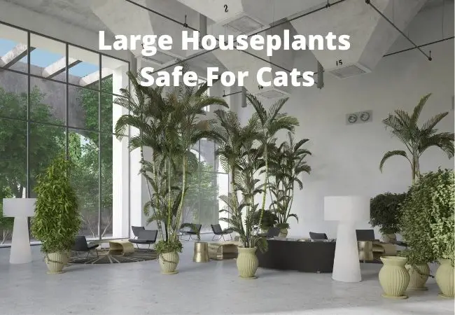 Large Houseplants Safe For Cats