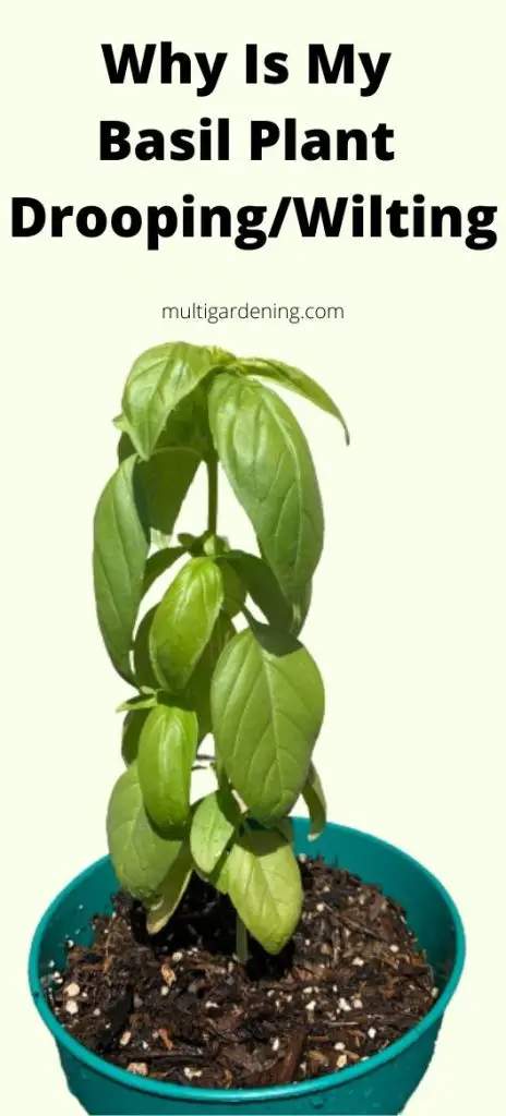 Why Is My Basil Plant Drooping And Wilting causes and solutions