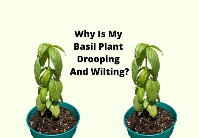 Why Is My Basil Plant Drooping And Wilting (Causes/Solutions)
