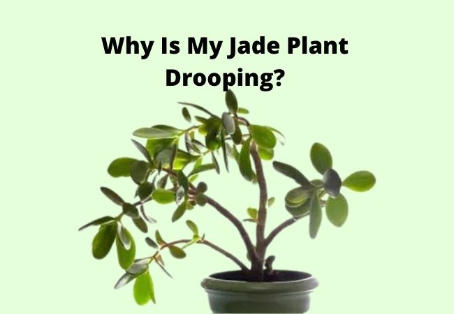 Why Is My Jade Plant Drooping
