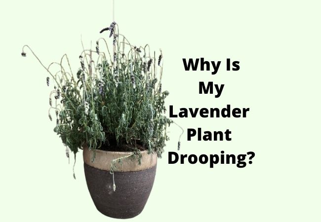 Why Is My Lavender Plant Drooping