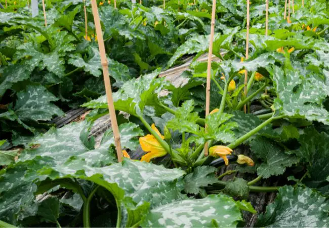 How To Grow Zucchini: Complete Guide