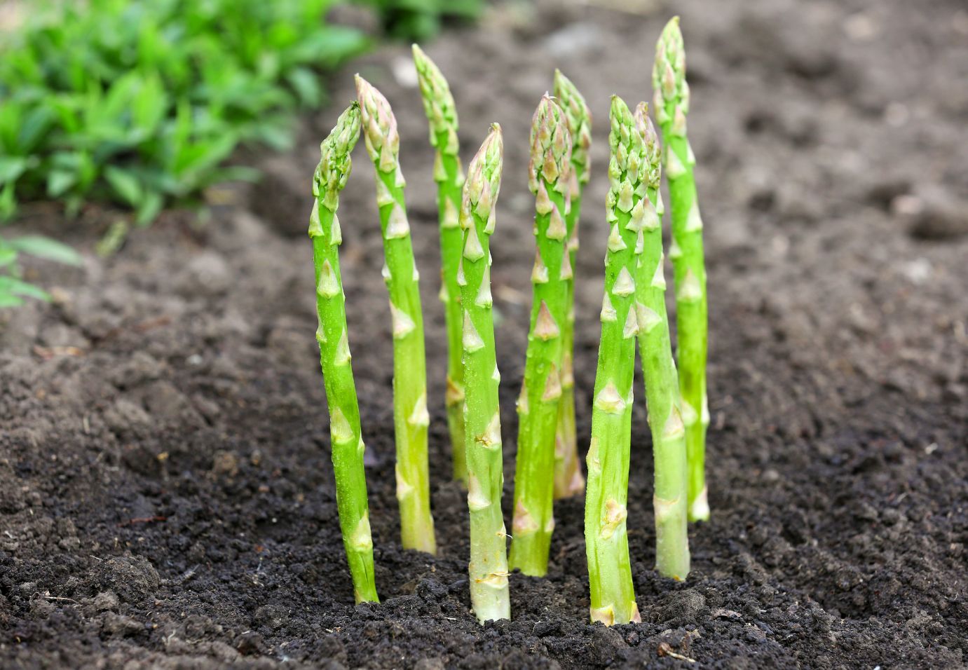 Asparagus Growing Guide