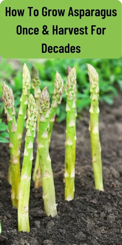 how to grow Asparagus guide