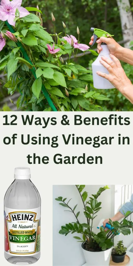 12 ways and benefits of using vinegar in the garden