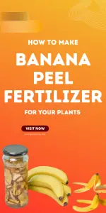 how to make banana peel fertilizer for your plants