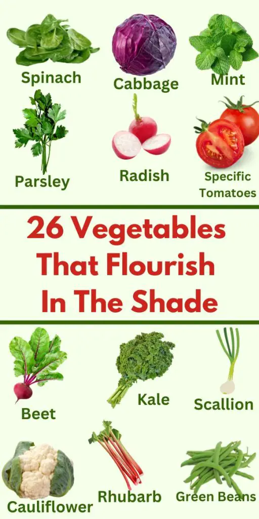 26 Vegetables That Flourish in the Shade