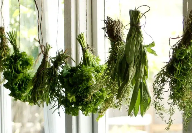 Drying and Preserving Herbs Guide