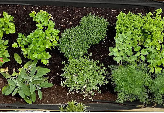 Herbs That Grow Well Together