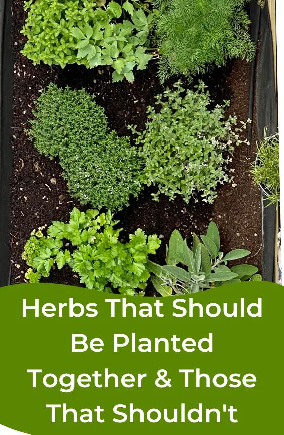 Herbs That should be planted together