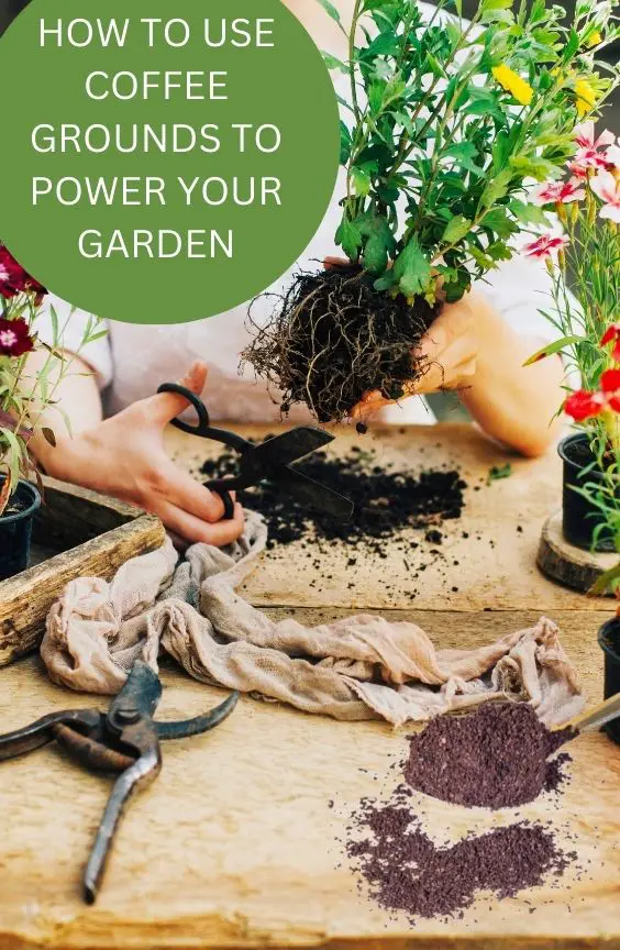 How To Use Coffee Grounds to fertilize your garden