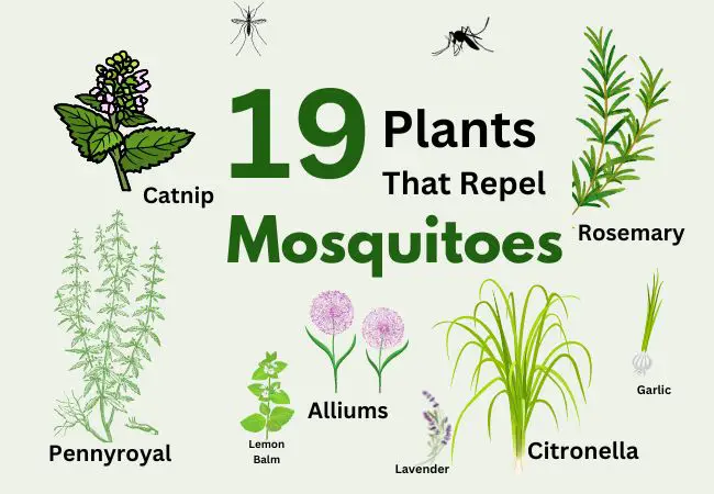 best plants that repel mosquitoes