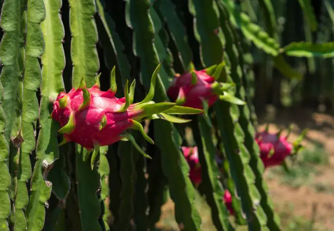 Dragon fruit care and benefits