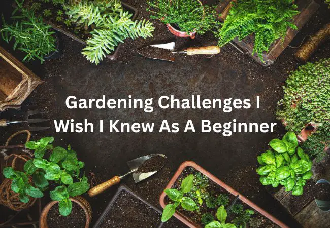 10 Gardening Challenges I Wish I Knew as a Beginner