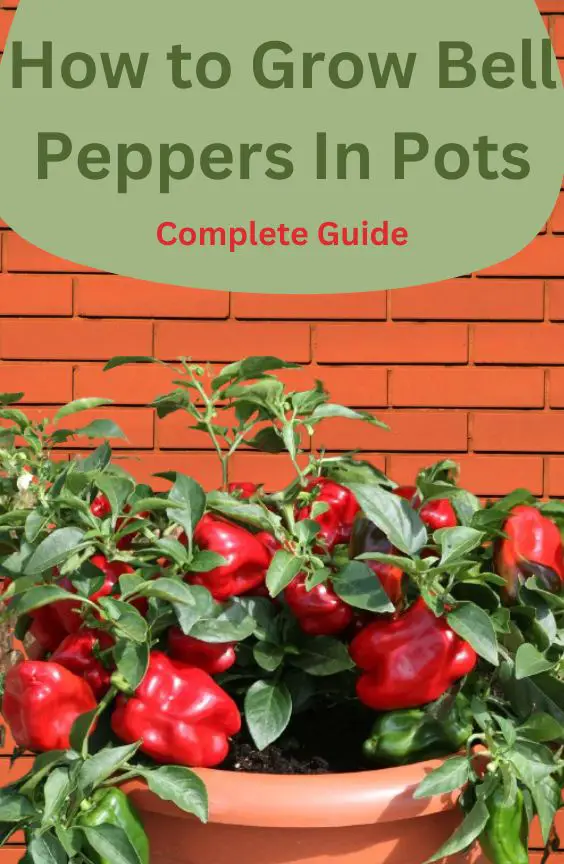 How to Grow Bell Peppers in Pots guide