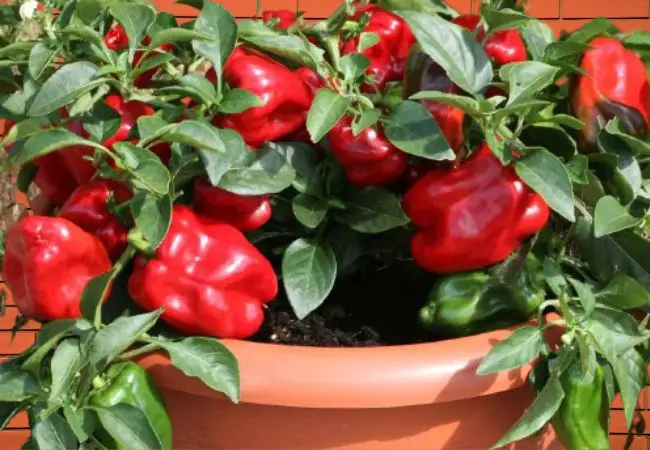 How to Grow Bell Peppers in Pots