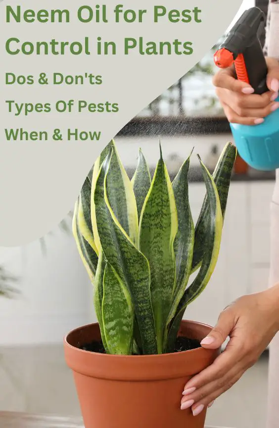 Neem Oil for Pest Control in Plants Guide