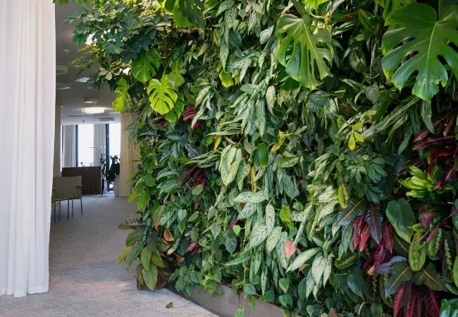 Plant Walls For Indoor and Outdoor Decor