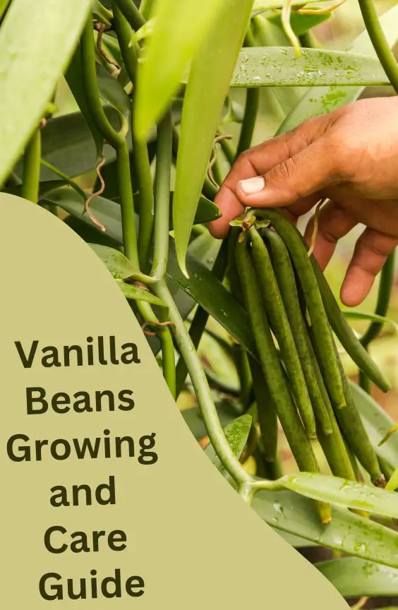 Vanilla Beans Growing and Care Guide