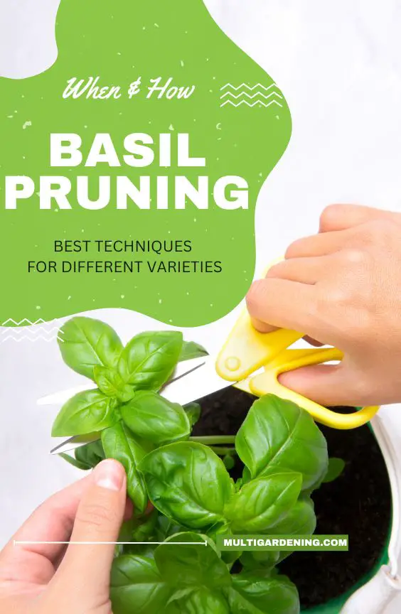 When and How To Prune Basil best techniques