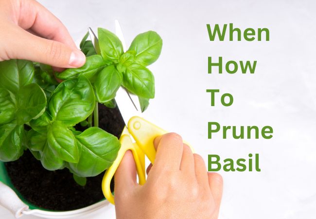when and how to prune basil plants
