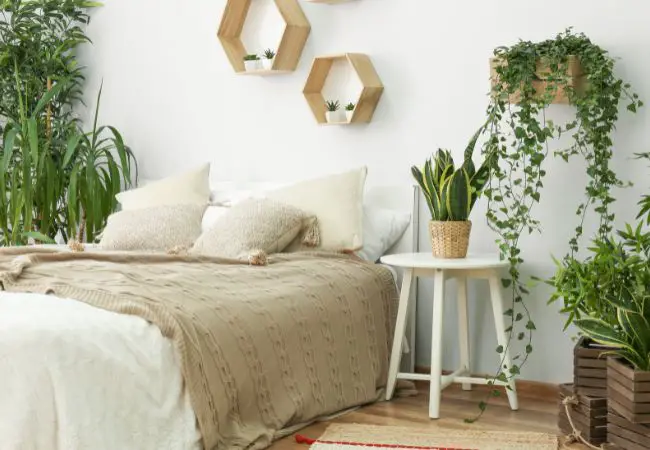 best bedroom plants for sleep and ambience