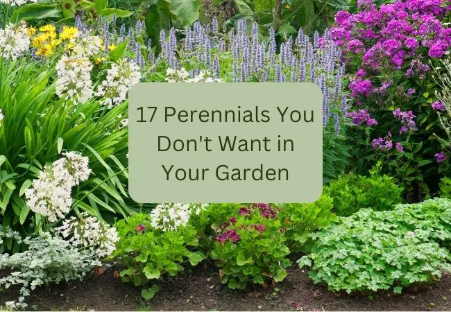 17 Perennials You Don't Want in Your Garden