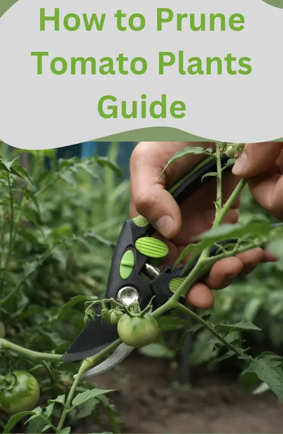 How to Prune Tomato plants guide
