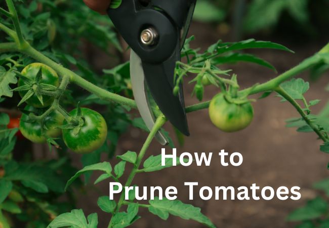 How to Prune Tomato plants