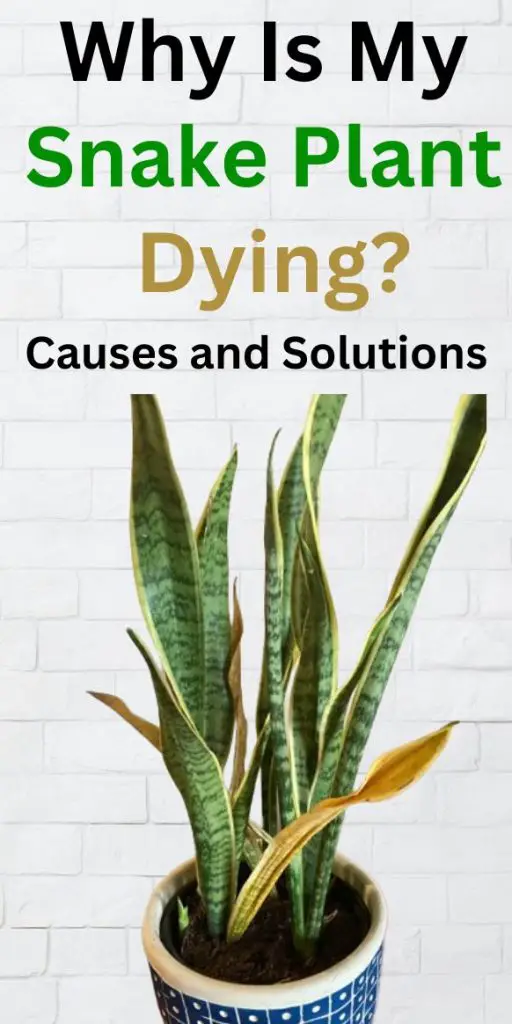 Why Is My Snake Plant Dying causes and solutions