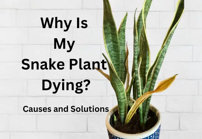 Why Is My Snake Plant Dying