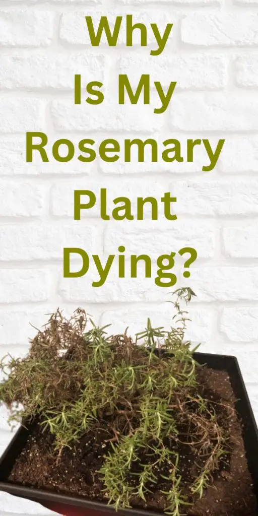 Why is My Rosemary Plant Dying causes and solutions